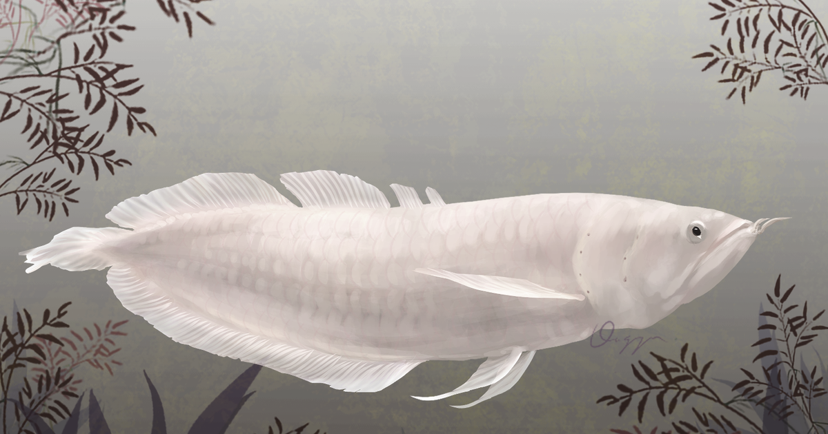 Fish Arowana シルバーアロワナ背景つき 横長 April 15th 22 Pixiv