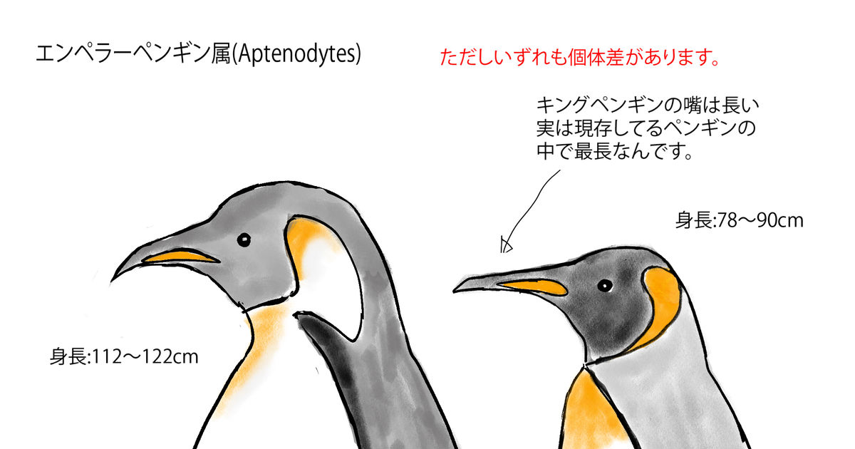 キングペンギン エンペラーペンギン属の簡単な見分け方 神在月のイラスト Pixiv