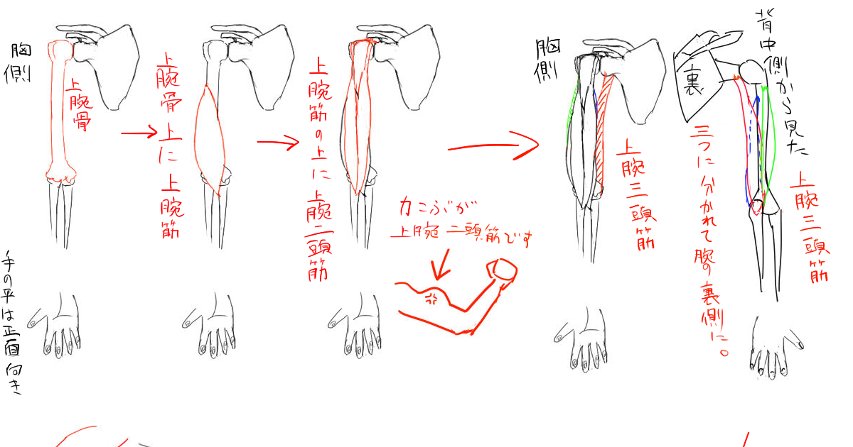 Learn How to Draw the Areas in the Upper Body