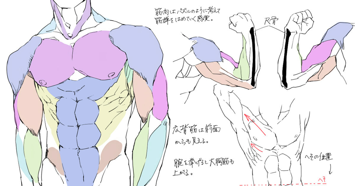 🤘筋肉の描き方🤘 - マッチョな男性のイラストの書き方【講座】
